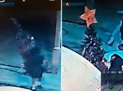 В Волжском орудует Гринч: леди в очках украла новогоднюю ель из двора