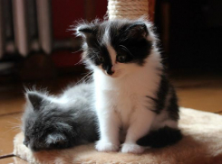 В Выставочном зале домашние животные будут ждать хозяев