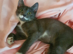 Серый кот Степка с длинными усами ищет семью в Волжском