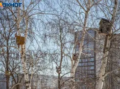 Итоги переписи воробьев в Волжском