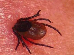 Клещи покусали уже почти 900 человек и двоих заразили Крымской геморрагической лихорадкой