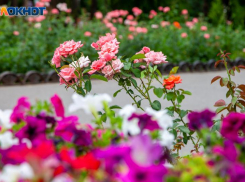 «Розовому» воришке в Волжском грозит уголовная ответственность