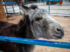 В день грустных осликов в Волжском будет тепло: прогноз погоды на воскресенье
