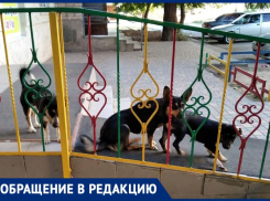 «Собаки шумные, агрессивные, кидаются на детей», - волжанка