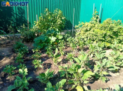 Фермер из Среднеахтубинского района получил 9 лет «строгача» за покушение на сбыт марихуаны