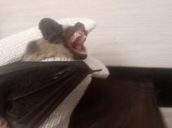 В Волжском замечены летучие мыши