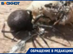 «Каракурт сидел у двери в дом и ждал», — волжанка о страшном госте