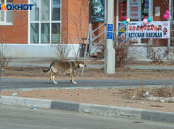  Волжане не верят, что после создания рабочей группы решится вопрос с бездомными собаками