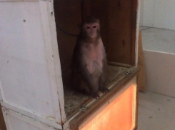 Передвижной зоопарк, в котором больные животные ютятся в крошечных коробках, возмутил волжан 