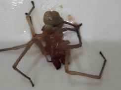 Нашествие ядовитых пауков сак докатилось до Волжского: родители успели спасти двух детей