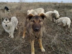 Волжский приют для собак подает сигнал SOS