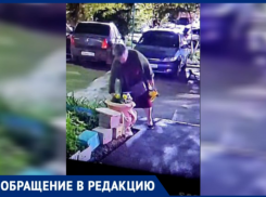 Цветы в Волжском вырывают по ночам прямо из клумб