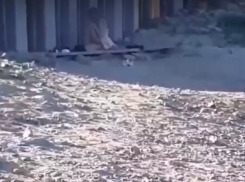 Секс на пляже молодой пары попал на видео в Волгограде: кругом были дети