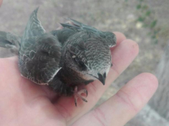 Малюсенького умирающего стрижонка подобрал волжанин на земле около своего дома