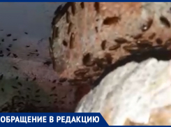 «Ноябрь месяц, а у нас мух рой и тучи тараканов»: волжанка жалуется на гниющий мусор