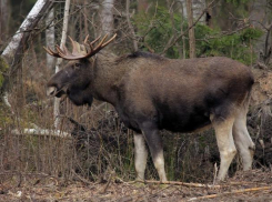 Волжанам предлагают принять участие в конкурсе рисунков