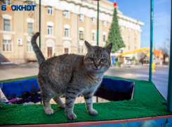 Овнов будет раздражать несобранность, а  у Рыб все прекрасно: астрологический прогноз на 2022 год для волжан