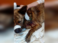 Портосика порвали собаки, малышу нужна помощь волжан