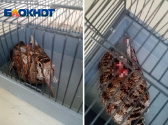 Замученную птицу с оторванным хвостом нашли в Волжском: помогите спасти