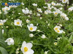 Пасмурная среда ждет волжан: прогноз погоды