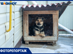 Первый снег выпал в Волжском на третий день зимы: фоторепортаж