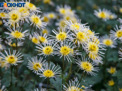 Шанс добиться успеха есть у волжан в субботу: астрологический прогноз