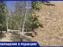 «Удручающее впечатление производит вид засыхающих деревьев», - волжанка