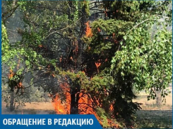Подростки сожгли ель в сквере на Пионерской, - волжанин