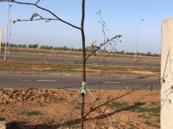 Вандалы ломают саженцы деревьев в Волжском: видео