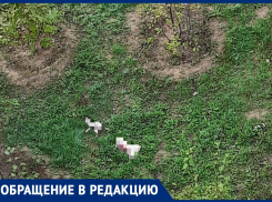 В Волжском стая собак загрызла двух котов около детского сада