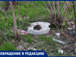 Зеленая зона превращается в свалку: волжане бьют тревогу