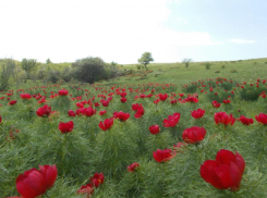 В Волгоградской области найдены новые «жемчужины» дикой природы