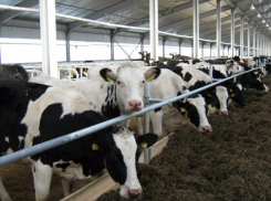 Опасный вирус «гуляет» по Волгоградской области и поражает домашний скот