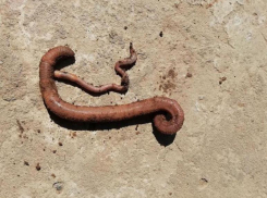 Дождевого червяка размером со змею нашли волжане