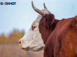 Волжанам приснится вещий сон в день Телятника