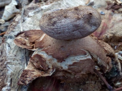 В регионе найден уникальный краснокнижный гриб   