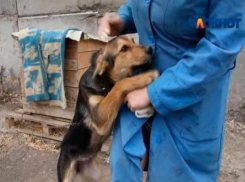 80 бездомных собак приютили в «Островке надежды» волжане