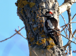 На острове Зелёный в объектив орнитолога-любителя попал пёстрый дятел