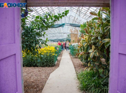 В Волжском в марте расцвел инжир и фейхоа: раньше на два месяца