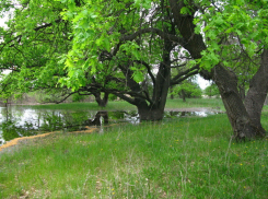 В Волгоградской области на несколько метров углубят ерики