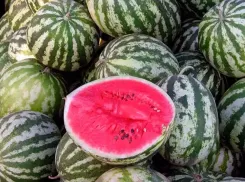 У вас разрешение есть на продажу арбуза? В Волжском пресекают нелегальную торговлю