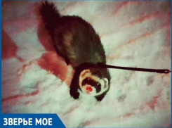 Хорек-гурман полюбил огурцы с чаем