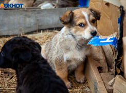 В Волжском есть возможность бесплатно вакцинировать домашнее животное