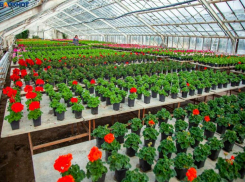 В Волжском закроют оранжерею