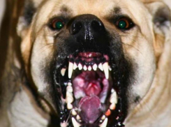 В Волгограде 6-летнего ребенка покусал бродячий пес