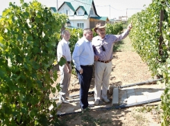 Фермер из Среднеахтубинского района возрождает виноградарство