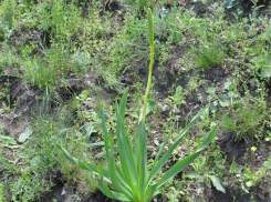 Вопреки капризам погоды: редкий краснокнижный «чудо-хвост» Волгоградской области выстоял