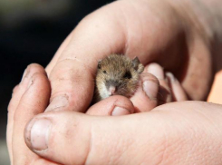 Самый мелкий грызун в мире живет в окрестностях Волжского 