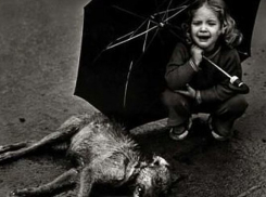 В Волгограде на глазах у детей коммунальщики расстреляли собак