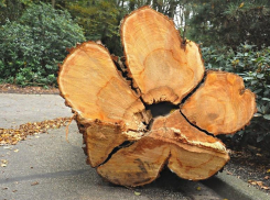 «Уголовка» за 8 вязов: мужчину в Волгоградской области обвинили в вырубке леса